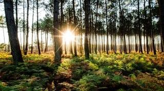 Programme Neuf BLEU DU SUD Soustons